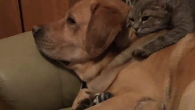Смешные животные массажисты кот и енот! смотреть онлайн