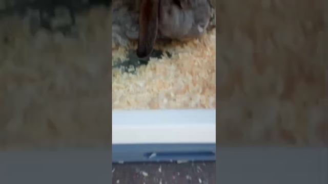 Кролики и их коттедж