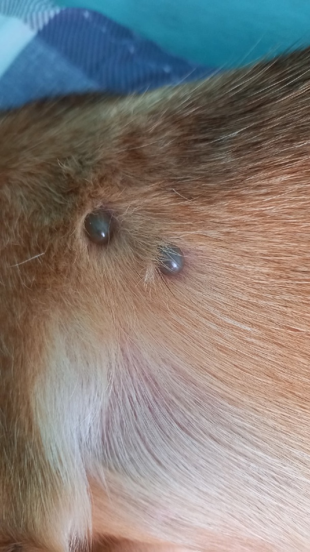 Как быстро удалить клеща.