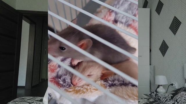 ВСЕ О СОДЕРЖАНИИ КРЫСЫ. Уход за декоративными крысами смотреть онлайн