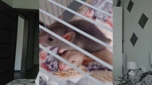 ВСЕ О СОДЕРЖАНИИ КРЫСЫ. Уход за декоративными крысами
