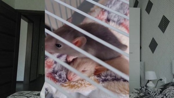 ВСЕ О СОДЕРЖАНИИ КРЫСЫ. Уход за декоративными крысами