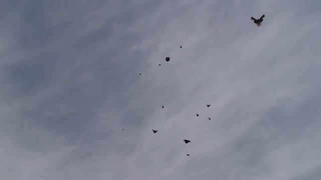 Голуби Димитрово Красота да и только ДУБЛЬ 3 ВАЛЕР А смотреть онлайн