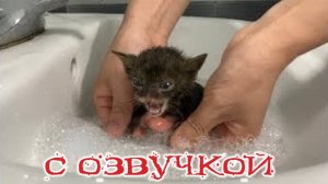 Приколы с котами 😂! Смешные коты! С ОЗВУЧКОЙ! СМЕШНЫЕ ЖИВОТНЫЕ 2024! ТЕСТ НА ПСИХИКУ!