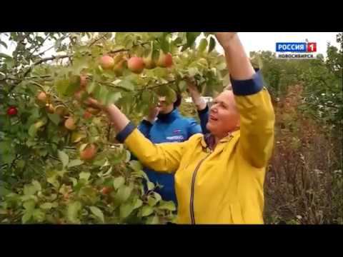Груши. Сбор урожая. Шубина Людмила Николаевна. Сад Шубиной. смотреть онлайн