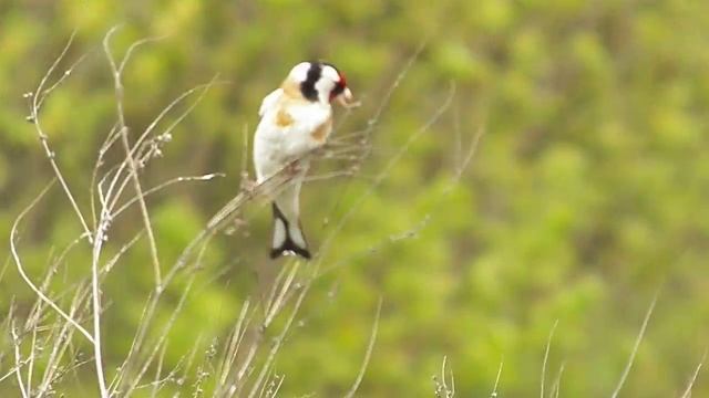 Щегол обыкновенный / Carduelis carduelis / European goldfinch смотреть онлайн