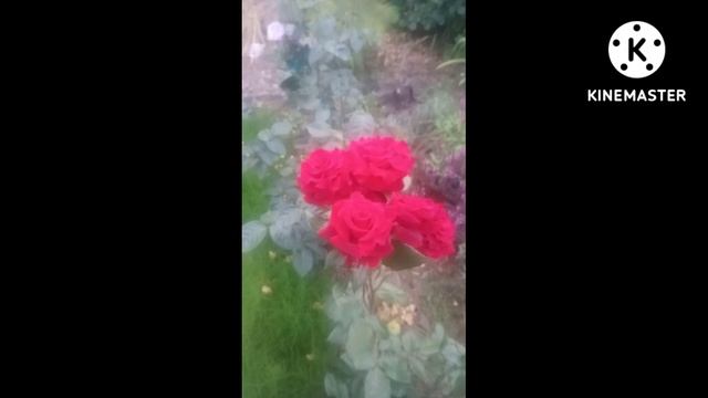 Роза Норита. Благородство в цветке.#Shorts смотреть онлайн