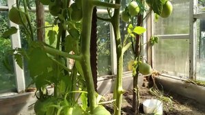 Поздний сорт томата Жираф / Обзор урожая и чем удивил сорт помидор Жираф