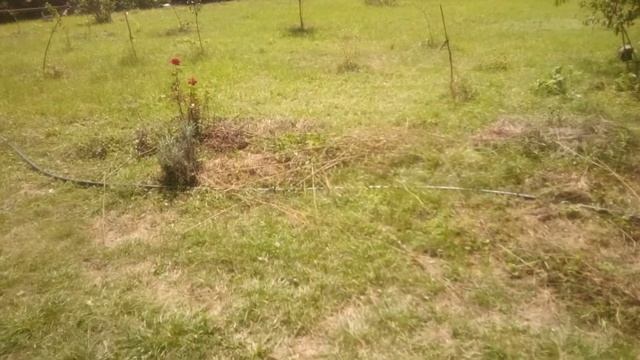 Бараны. Что едят бараны. S 2