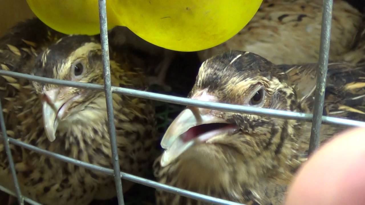 содержание перепелов в гараже в шкафу. смотреть онлайн