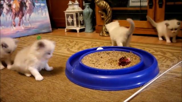 Ragdoll kittens at play смотреть онлайн