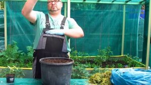 Огурцы в ведре .   Как сажать огурцы. Новинка 2017