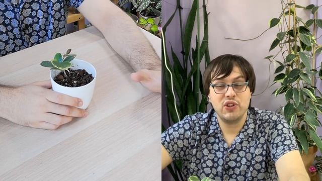 Hoya Australis | 30 Days Of Hoya - 27 Of 30