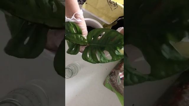 Монстера манки размножение, укоренение, посадка и уход смотреть онлайн