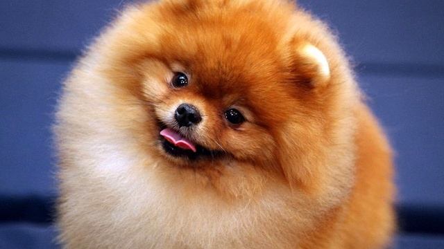 ТОП-5 Самых красивых пород собак/alina chef смотреть онлайн