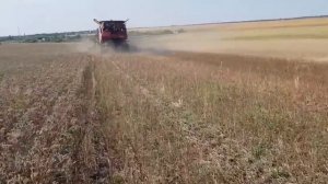 Выращивание фацелии. No-till 07.07.2019. Уборка фацелии на семена