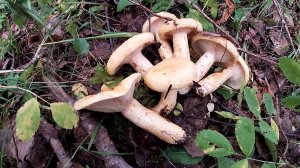 ГРИБНАЯ ПОРА В АВГУСТЕ! Грибы 2022.