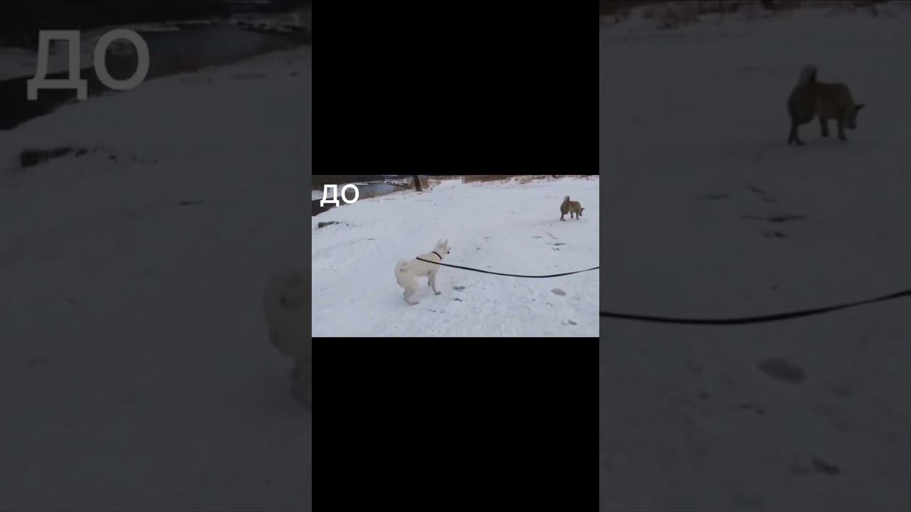 Атака на других собак смотреть онлайн