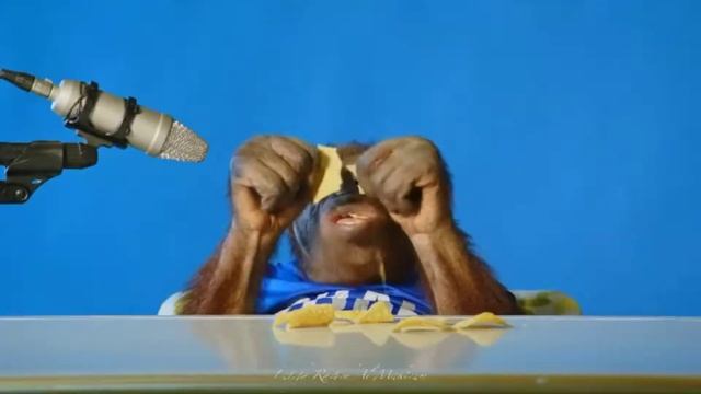 орангутан асмр смотреть онлайн