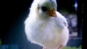 Детская песня цыпленок Пи