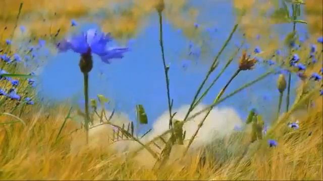 Васильки муз.Т.Панченко, сл.В.Мирясовой, аранж. А.Зорина, исп. М. Зорина (Мельни.mp4 смотреть онлайн