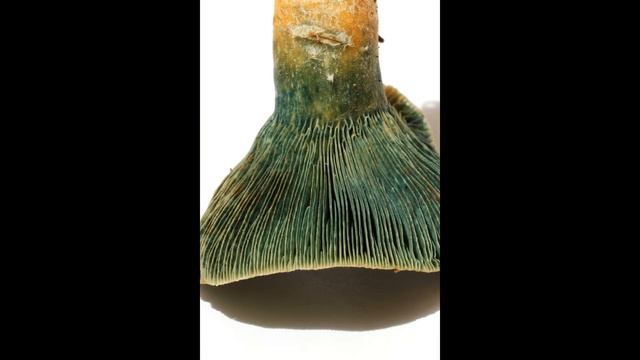 Lactarius deterrimus смотреть онлайн