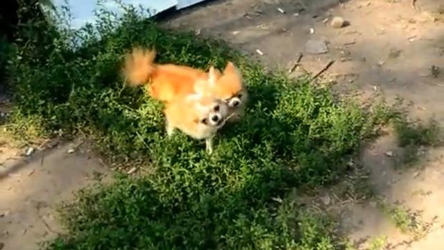 Чихуахуа д/ш кобели