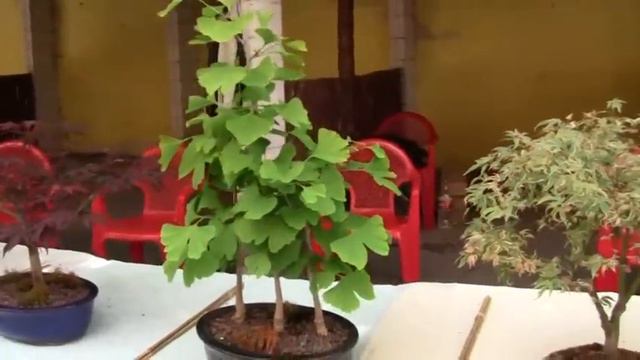 Изложба на бонсай: Шумен, ДНА, 28.05.2011 г. смотреть онлайн