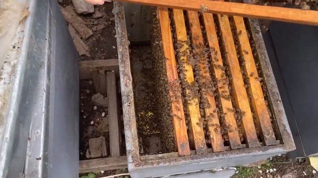 Осмотр карники и бакфаста (чистопородных семей). Формирование на них стартеров. смотреть онлайн