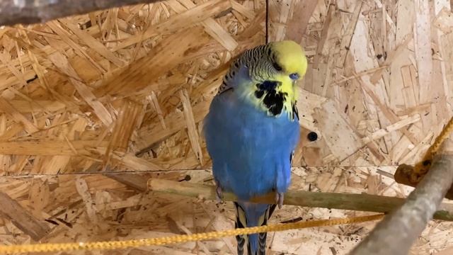 Кто такой Выставочный волнистый попугай? Кто такой чех? смотреть онлайн