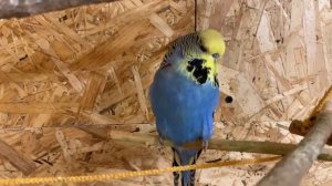 Кто такой Выставочный волнистый попугай? Кто такой чех?