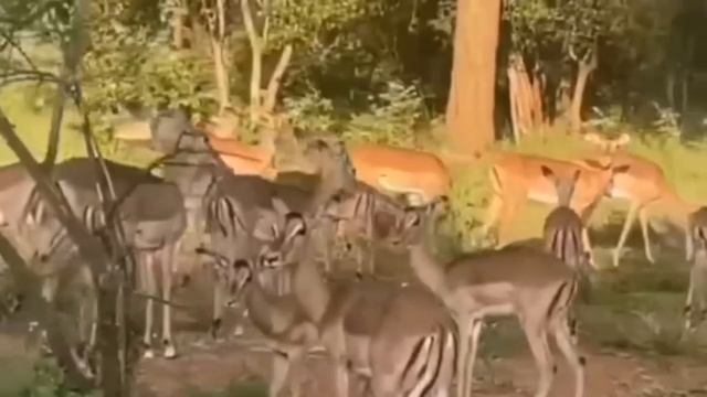 Живой звук природы! Убираются панические атаки. Помощь при эмоциональном выгорании и депрессии. смотреть онлайн