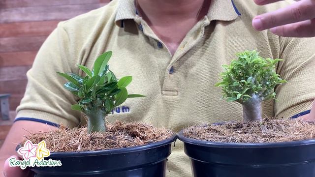 Mine Árvore De Rosa Do Deserto - MIl folhas e Kaukae em uma mesma Rosa do Deserto смотреть онлайн