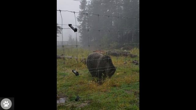 Huge Grizzly Bear Feasting - Vancouver British Colombia Canada смотреть онлайн