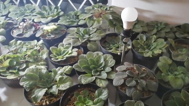 Bunker de violetas africanas de chuyito jardinero смотреть онлайн