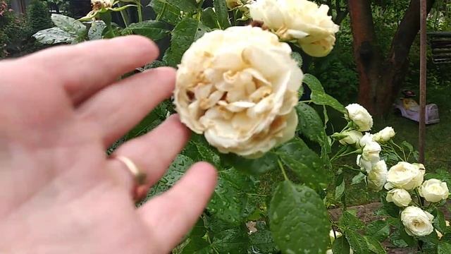 72. Троянда Lemon Rokoko