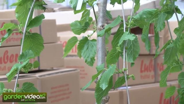 The hanging mulberry Morus alba pendula смотреть онлайн