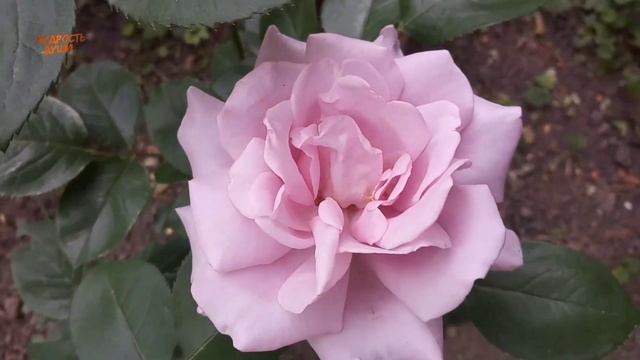 НИЧЕГО НЕ БЫВАЕТ ВОВРЕМЯ...Прекрасный стих о жизни.Красивые строки Мудрые слова смотреть онлайн