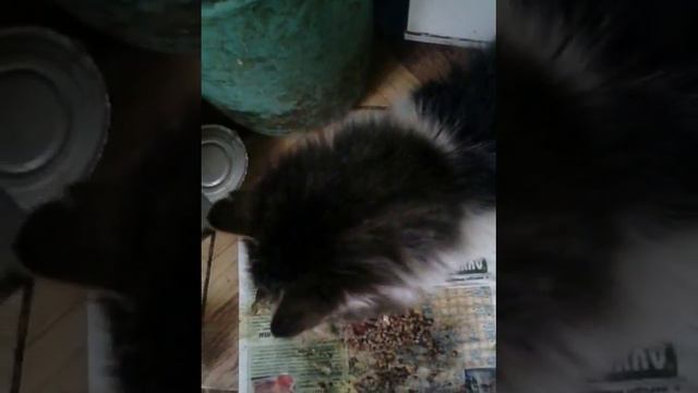 Кот Васька не любит гречку смотреть онлайн
