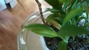 Кордилина прямая - уход и размножение. //Cordylina recta-care and reproduction.//