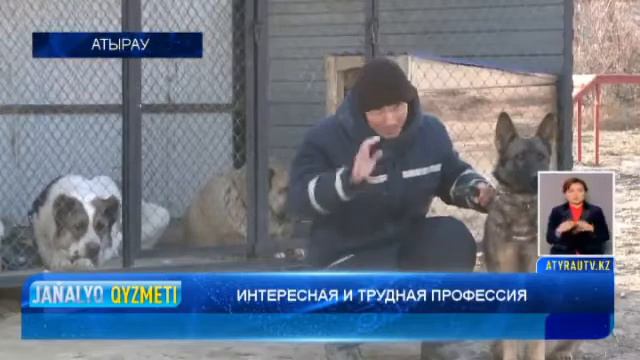 Дрессировка собак в Атырау смотреть онлайн