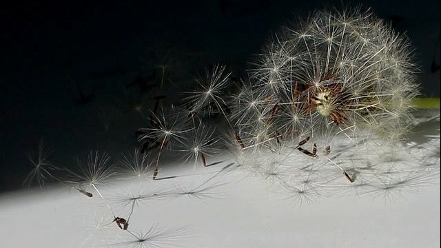 ОДУВАНЧИКИ - Dandelions ...у них всё, как у людей!) смотреть онлайн