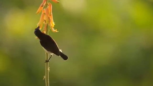 Purple Rumped Sunbird feeding on Aloe Vera Flowers смотреть онлайн