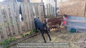 О наших высокоудойных нубийских козочках и немного о их кормлении