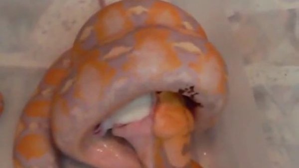 Python Reticulated ( Python Reticulatus ) Albino Purple