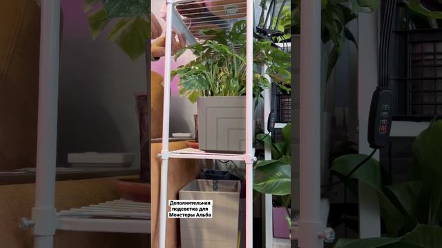 Дополнительная подсветка для Монстеры Альба смотреть онлайн