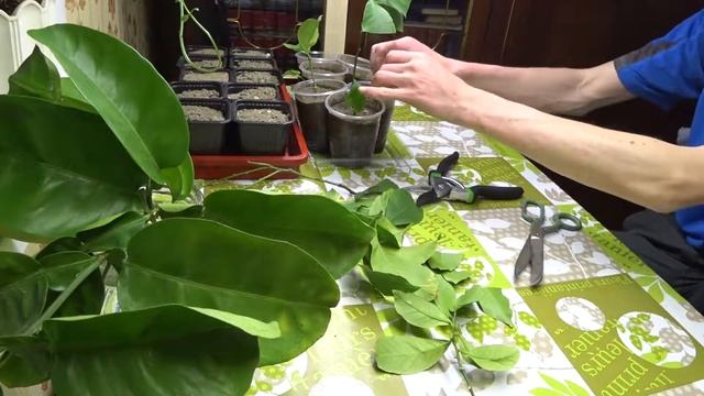 Укореняю лимон и грейпфрут. смотреть онлайн