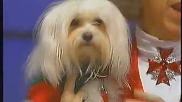 Joy of Music - Chantille the "Singing" Maltese - Diane Bish смотреть онлайн