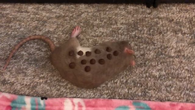 How Many Chocolate Chips Does it Take to Wake a Rat? ? смотреть онлайн
