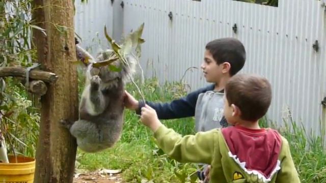 Fauna Park Australia Koala Feeding